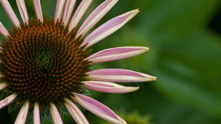 flower-banner
